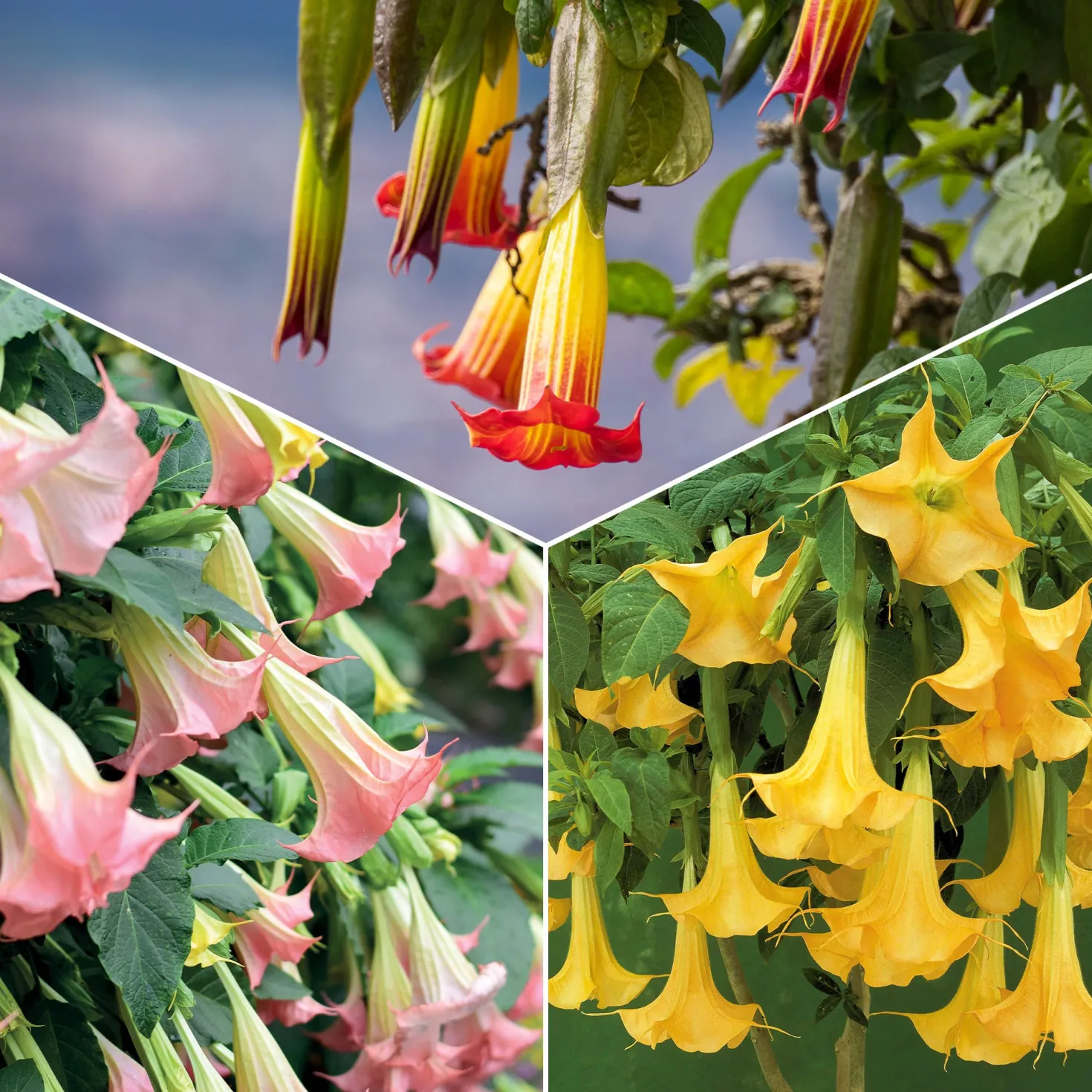 Brugmansia-Sammlung: Rot und Gold, Gelb, Rosa. (x3) - Spektakuläre und duftende Blüten