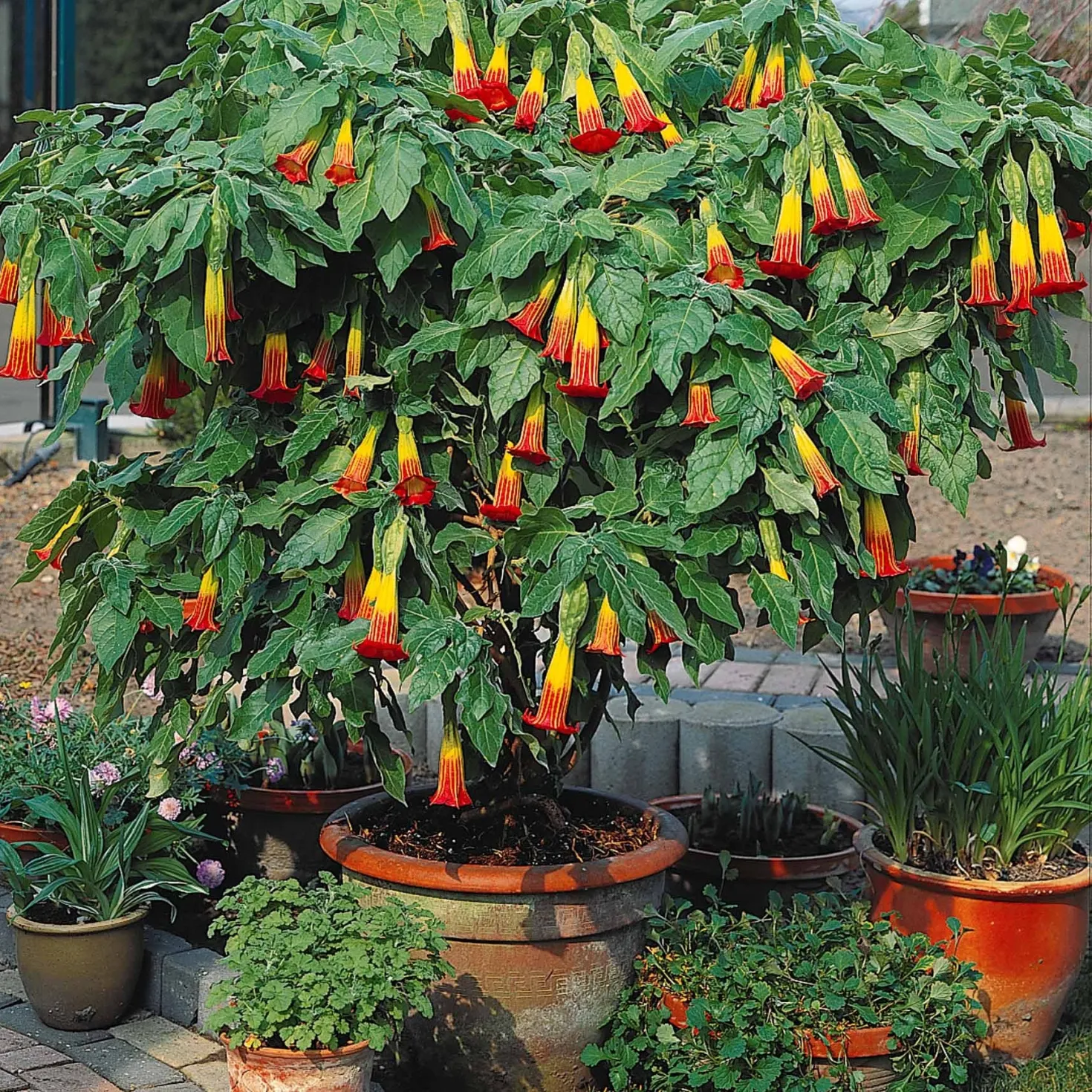 Brugmansia-Sammlung: Rot und Gold, Gelb, Rosa. (x3) - Spektakuläre und duftende Blüten
