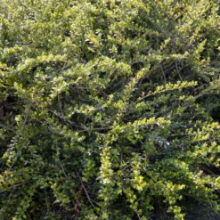 Böschungsmyrte Moss Green - Grün ohne Aufwand
