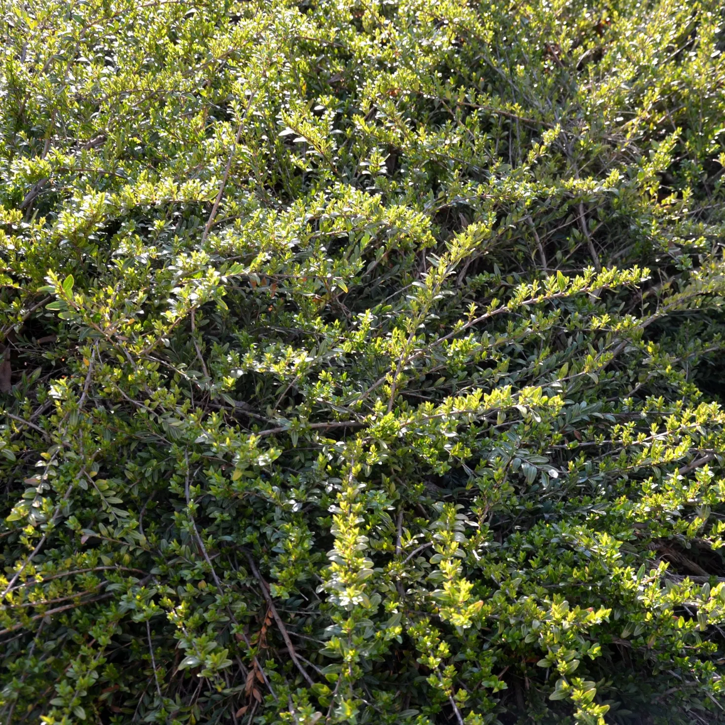 Böschungsmyrte Moss Green - Grün ohne Aufwand