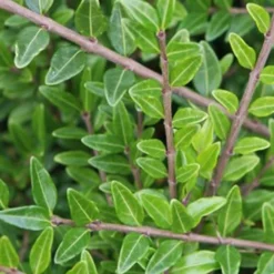 Böschungsmyrte Moss Green - Grün ohne Aufwand
