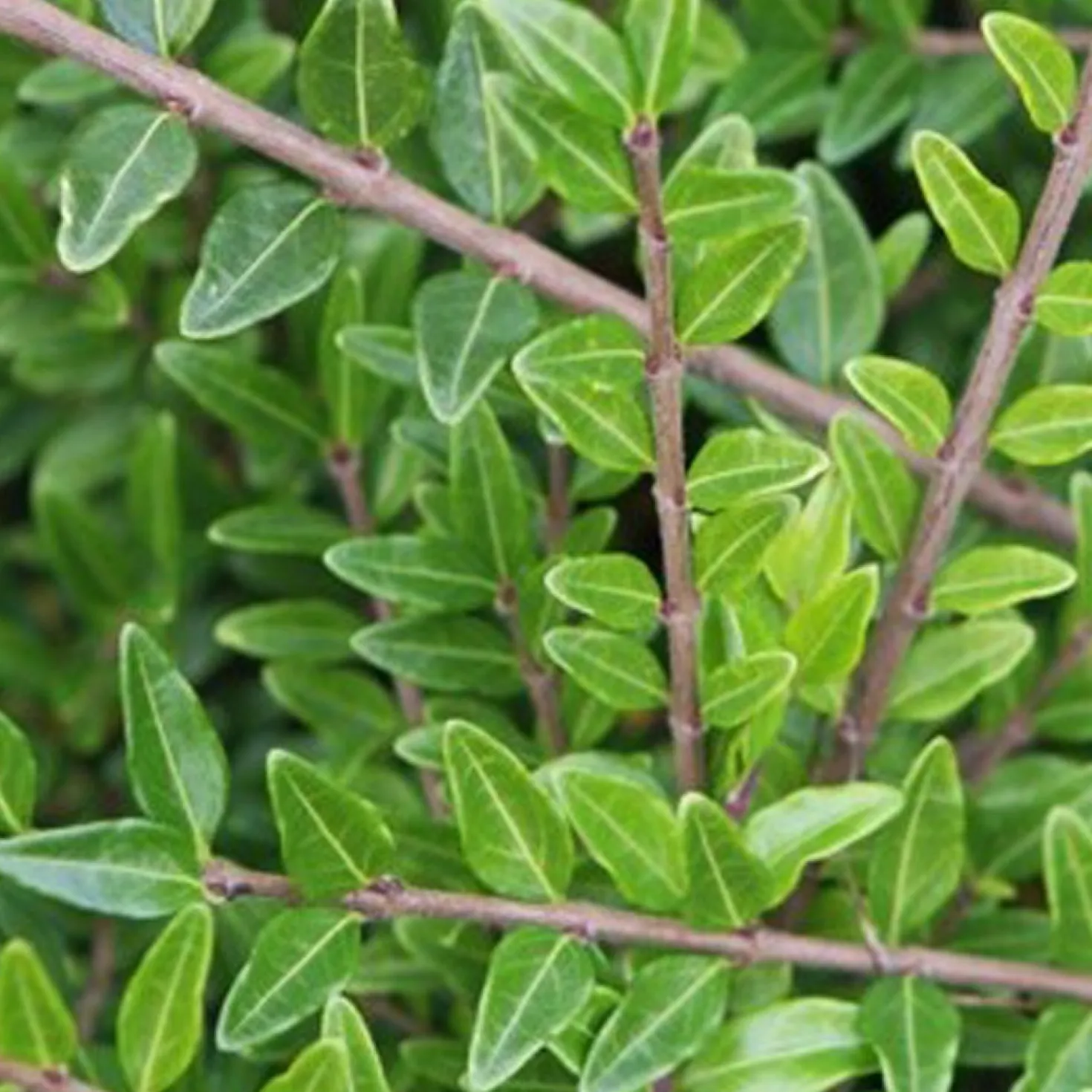 Böschungsmyrte Moss Green - Grün ohne Aufwand