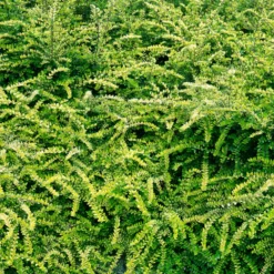 Böschungsmyrte Moss Green - Grün ohne Aufwand