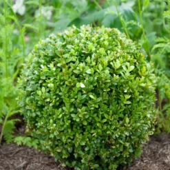 Buchsbaum Kugel - Sofort formschön im Garten