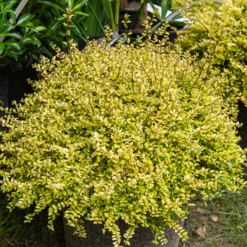 Buchsblättrige Heckenkirsche ‘Baggesen’s Gold’ - Goldene Hecke ganz einfach