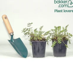 Bunte Kronwicke (x2) - Blütenteppich in Rekordzeit