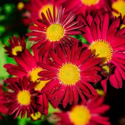 Bunte Margerite 'Robinsons Rot' - Leuchtend rote Blüten