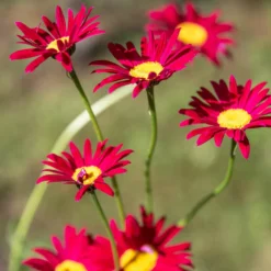 Bunte Margerite 'Robinsons Rot' - Leuchtend rote Blüten