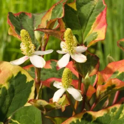 Bunter Eidechsenschwanz 'Chameleon' - Buntes Laub sofort