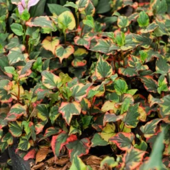 Bunter Eidechsenschwanz 'Chameleon' - Buntes Laub sofort