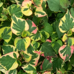 Bunter Eidechsenschwanz 'Chameleon' - Buntes Laub sofort