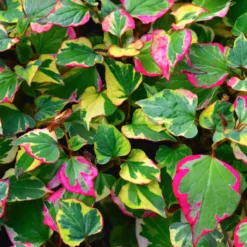Bunter Eidechsenschwanz 'Chameleon' - Buntes Laub sofort