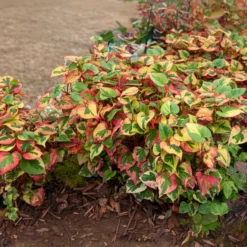 Bunter Eidechsenschwanz 'Chameleon' - Buntes Laub sofort