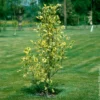 Bunter Tulpenbaum - Goldrand, der auffällt