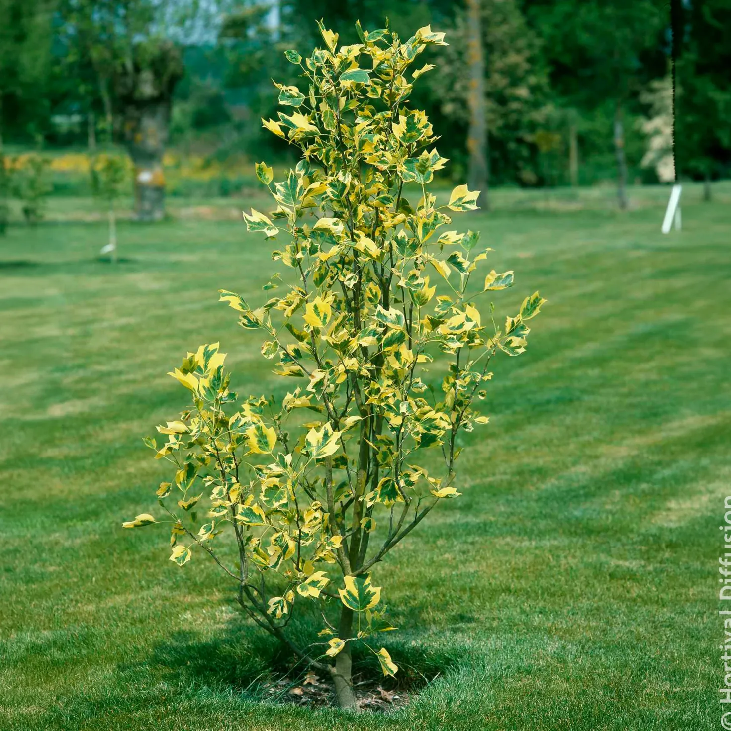 Bunter Tulpenbaum - Goldrand, der auffällt