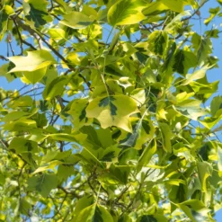 Bunter Tulpenbaum - Goldrand, der auffällt