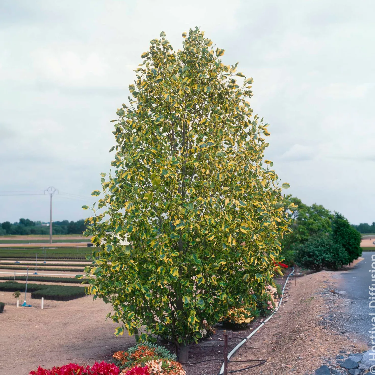 Bunter Tulpenbaum - Goldrand, der auffällt