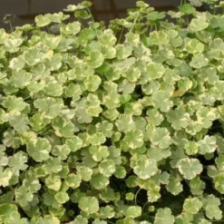 Bunter Wassernabel - Grün-weißer Teichteppich