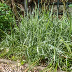 Buntes Rohrglanzgras 'Picta' - Frische Streifen am Teichrand