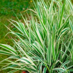 Buntes Rohrglanzgras 'Picta' - Frische Streifen am Teichrand