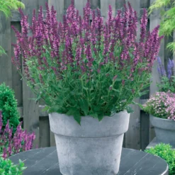Bunte Stauden-Kollektion für den Garten (x12) - Farbenfrohe Blüte, pflegeleicht