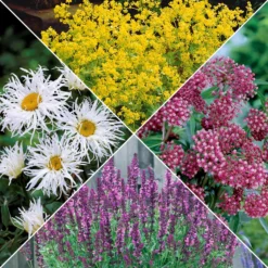 Bunte Stauden-Kollektion für den Garten (x12) - Farbenfrohe Blüte, pflegeleicht