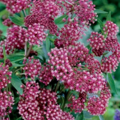 Bunte Stauden-Kollektion für den Garten (x12) - Farbenfrohe Blüte, pflegeleicht