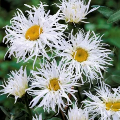 Bunte Stauden-Kollektion für den Garten (x12) - Farbenfrohe Blüte, pflegeleicht