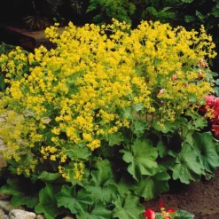 Bunte Stauden-Kollektion für den Garten (x12) - Farbenfrohe Blüte, pflegeleicht