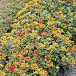 Buntlaubiges Fettblatt 'Variegatum' - Farbenfroh und pflegeleicht