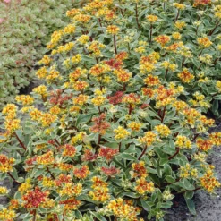 Buntlaubiges Fettblatt 'Variegatum' - Farbenfroh und pflegeleicht