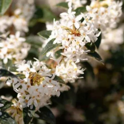 Burkwoods Duftblüte - Duft, der jeden Frühling begeistert