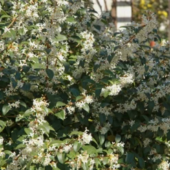 Burkwoods Duftblüte - Duft, der jeden Frühling begeistert