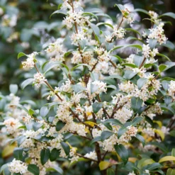 Burkwoods Duftblüte - Duft, der jeden Frühling begeistert