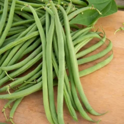 Buschbohne, mangetout ‘Braimar’ - Zarte Bohnen ganz einfach