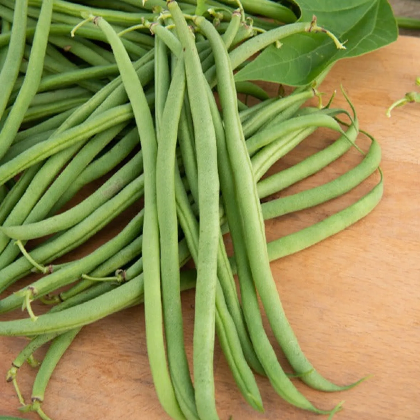 Buschbohne, mangetout ‘Braimar’ - Zarte Bohnen ganz einfach