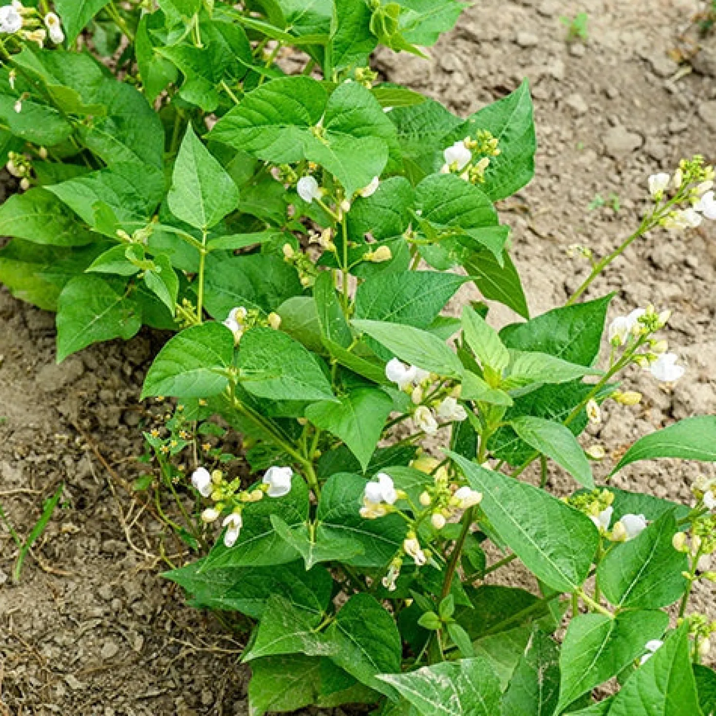 Buschbohne, mangetout ‘Braimar’ - Zarte Bohnen ganz einfach