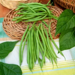 Buschbohne, mangetout ‘Castandel’ - Zarte Bohnen ohne Fäden