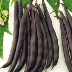 Buschbohne Purple Queen - Lila Bohnen ganz einfach