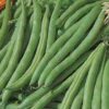 Buschbohne Speedy Bio - Zarte Bohnen ganz schnell