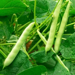 Buschbohne Speedy Bio - Zarte Bohnen ganz schnell