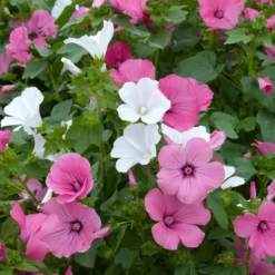 Buschmalven Mischung - Sommerblüten leicht gemacht