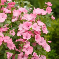 Buschmalve (x2) - Blüten den ganzen Sommer