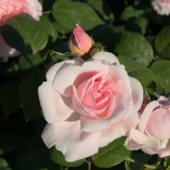 Buschrose rosa - Rosa Blüten den ganzen Sommer