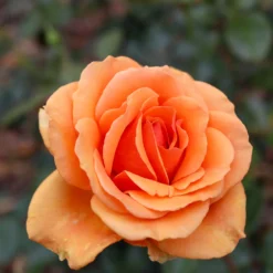 Buschrose Whisky - Bernsteinfarbe im Garten