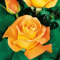 Buschrose Whisky - Bernsteinfarbe im Garten