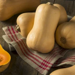 Butternut-Kürbis ‘Hercules’ F1 - Cremig süß, lange lagerbar