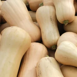 Butternut-Kürbis Pflanzen ‘Sibelle’ F1 (x3) - Ernte, die sich lohnt