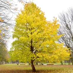 Byzantinischer Haselnussstrauch - Ein Baum für Generationen