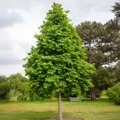 Byzantinischer Haselnussstrauch - Ein Baum für Generationen